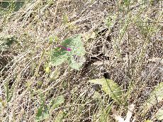 Толстоголовка-мозаичная_1